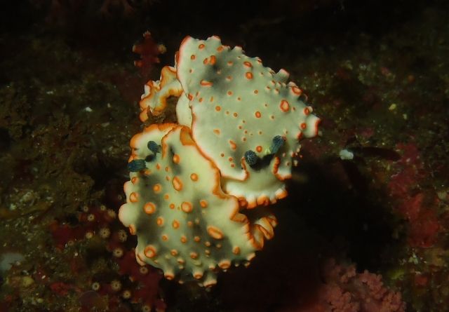 ハナオトメ交接