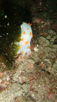 P6261005