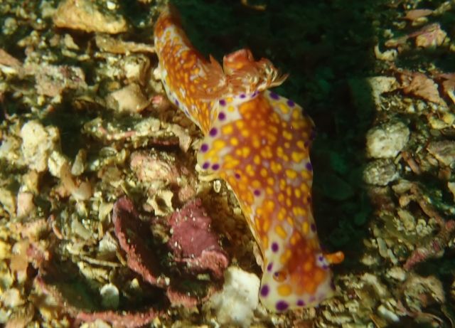 ニシキウミウシ