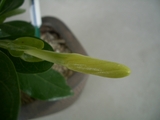 mahana090601
