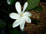 mahana090605