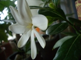 mahana090604