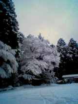hakonesnow