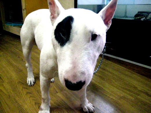 犬