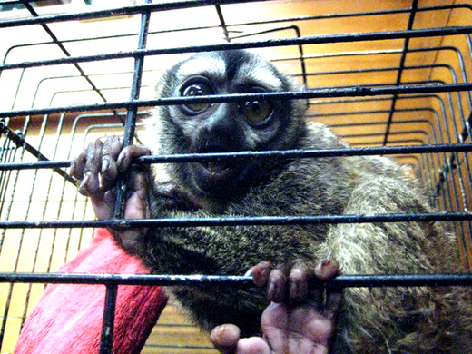サル