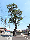 1db9005c.jpg