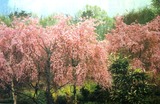 枝垂れ桜
