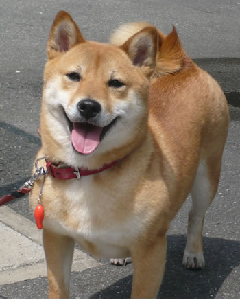 haruchan