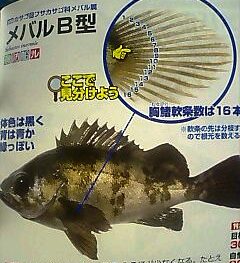 メバルB型
