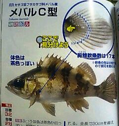 メバルC型