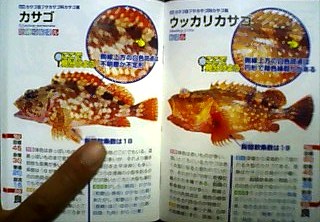 「かさご」と「うっかりかさご」