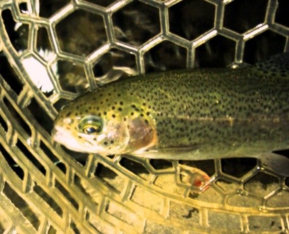 NCM_0013 (3)