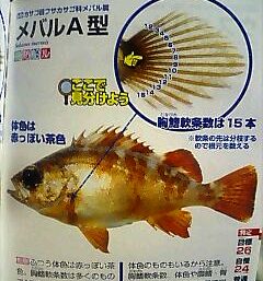 メバルA型