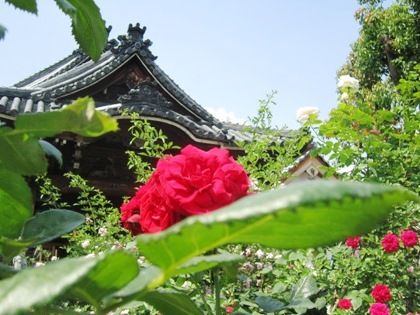 red-rose-love-affair