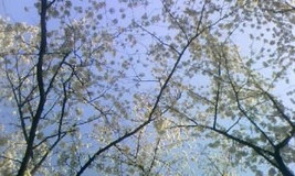 2018桜