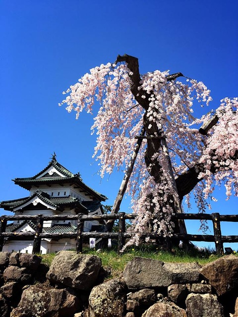 弘前城の桜