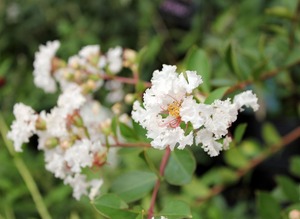 IMG_2517