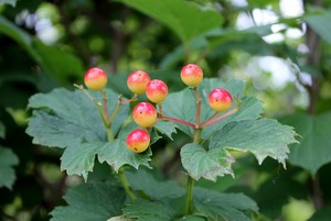 IMG_2508