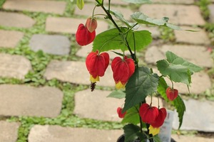 IMG_8070