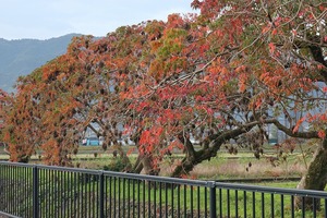 d04b73aa-s.jpg