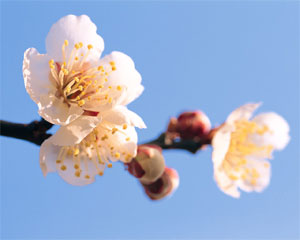 sakura