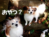 BlogPaint