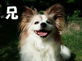 BlogPaint