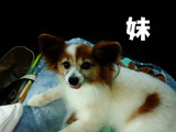 BlogPaint