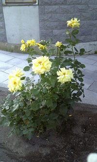 バラ4