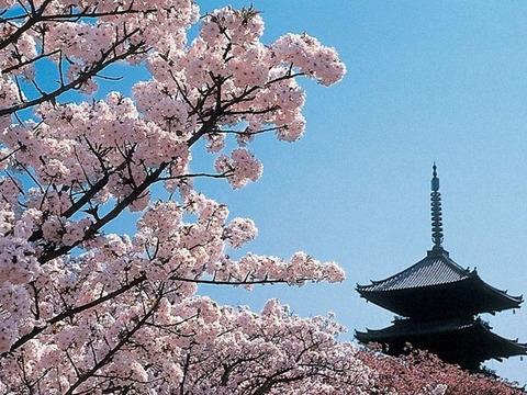 sakura