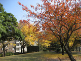 黄葉と紅葉(二)