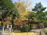 紅葉と黄葉(一)