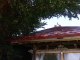 西光寺