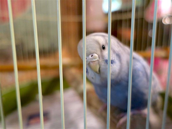 インコが眺めてます。