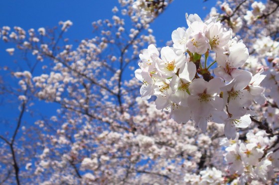 桜2014