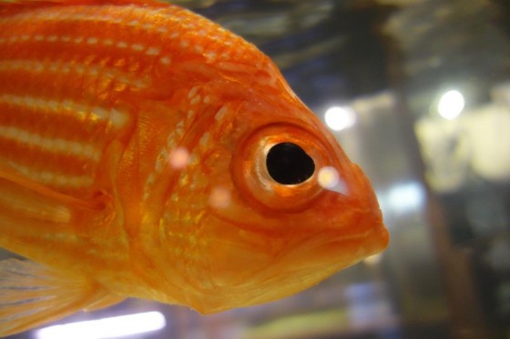 実は珍しい魚