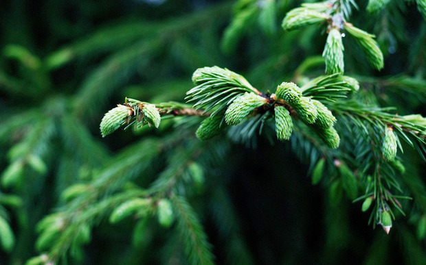 spruce