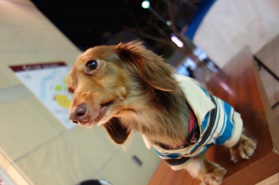 犬も!