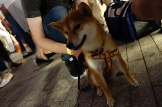 犬もいました。