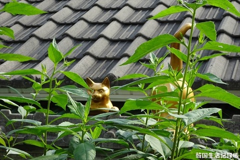 DSC03590_R