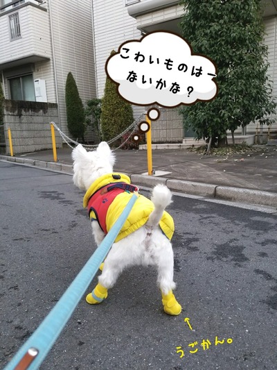 ウエスティ