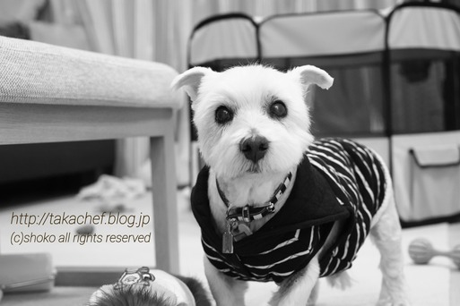 ウエスティ ブランカ アプリが勝手につけたアルバムタイトル たかシェフのおうちごはん と 白い犬 と チワワ Powered By ライブドアブログ