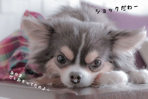 チワワ