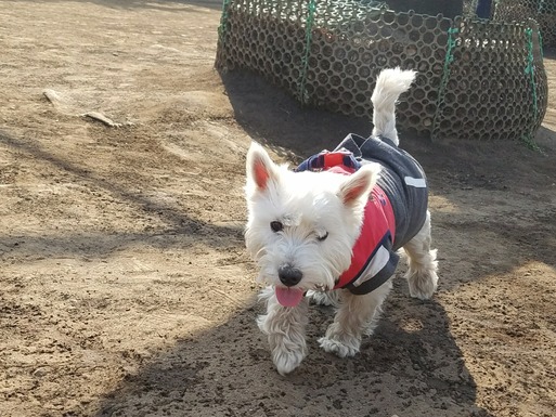 ウエスティ