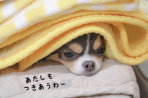チワワ