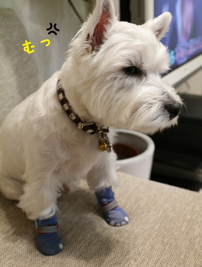 ウエスティ 靴下