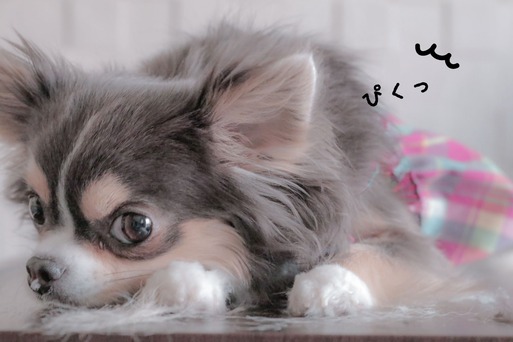 チワワ