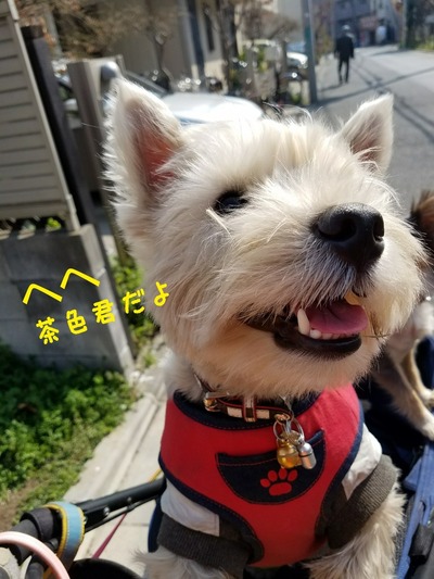 ウエスティ どろんこ