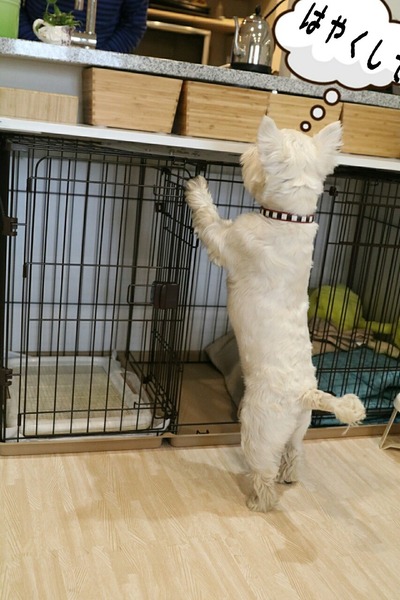 ウエスティ 犬
