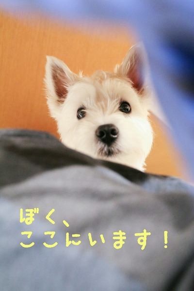 ウエスティ
